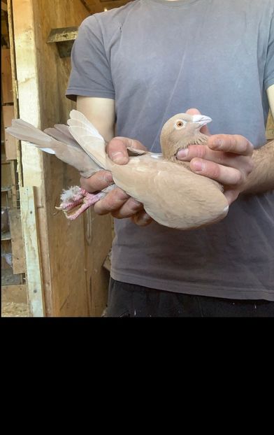 m24 - Matca Meulemans galben