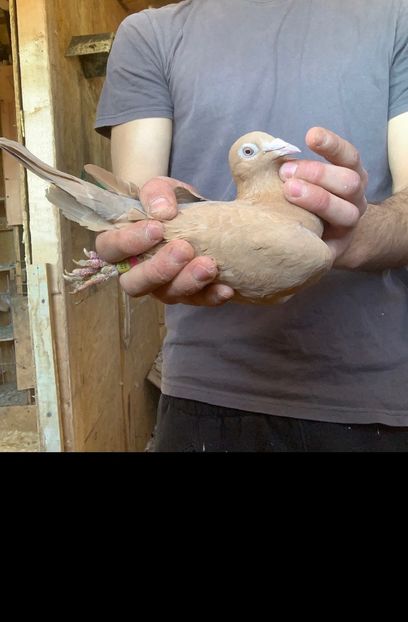 f24 - Matca Meulemans galben