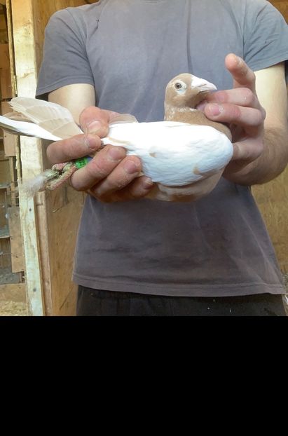 m24 - Matca Meulemans galben