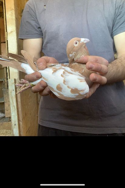  - Matca Meulemans galben