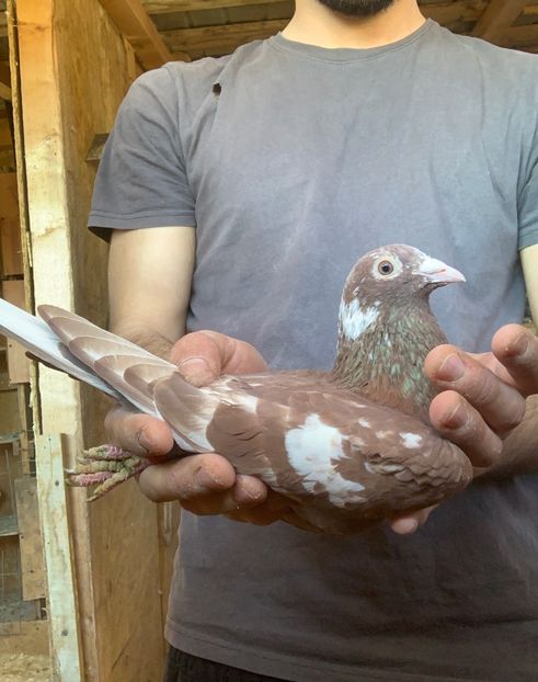 M24 - Matca meulemans roșu