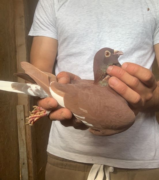 M21 - Matca meulemans roșu
