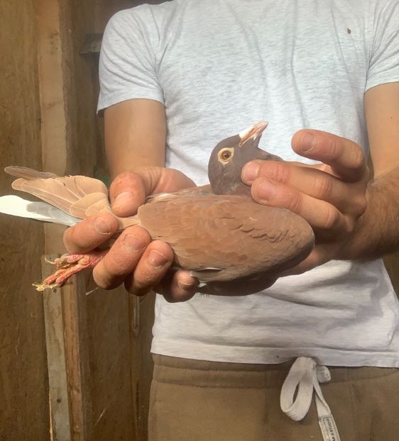 F24 - Matca meulemans roșu