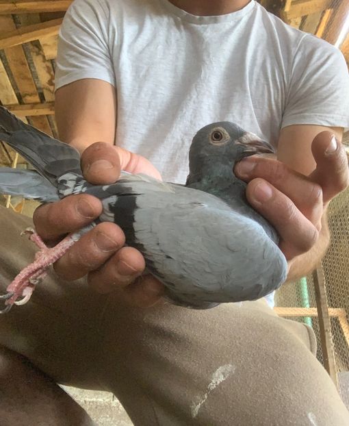 F22 - Voiajori sport