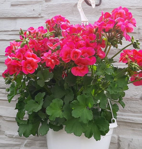 20250524_122528(0) - FLORI DIVERSE