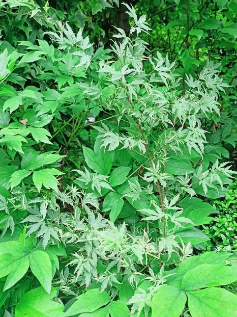 Butterfly - Grădina 2025 continuare 2