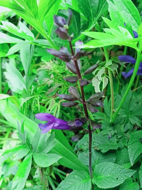 Salvia Salgoon Lake Blueberry - Grădina 2025 continuare 2