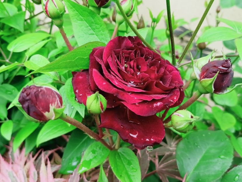 Tradescant - Grădina 2025 continuare 2