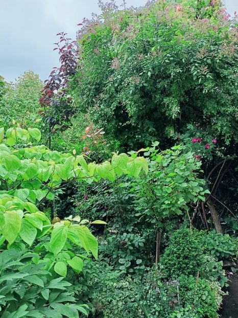  - Grădina 2025 continuare 2