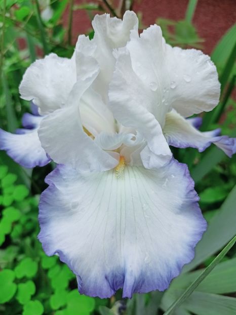  - Grădina 2025 continuare 2