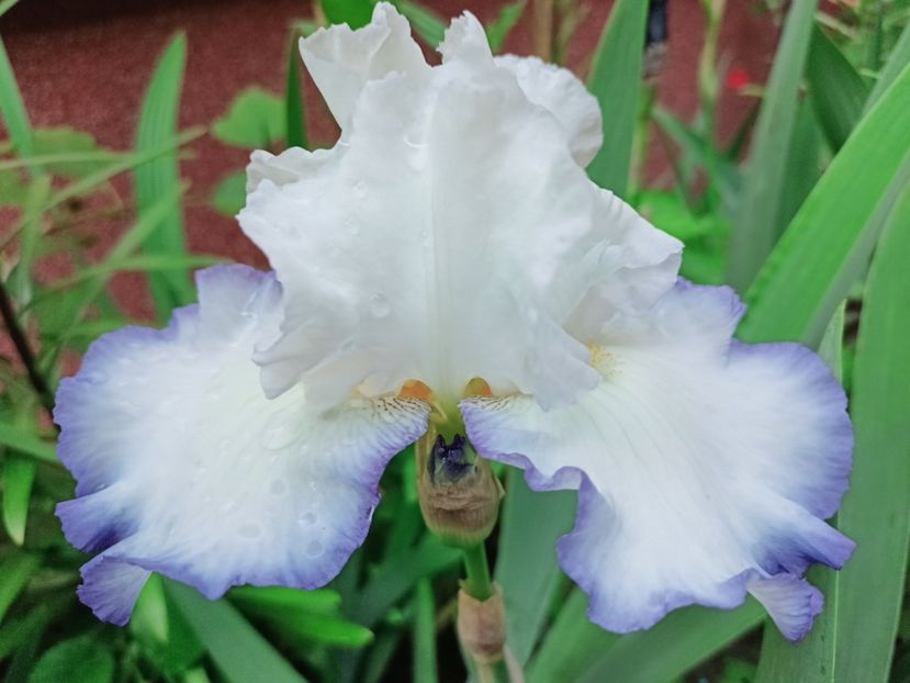  - Grădina 2025 continuare 2