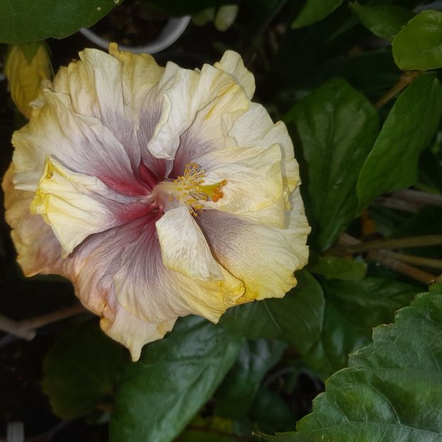  - Grannie s Bonnet