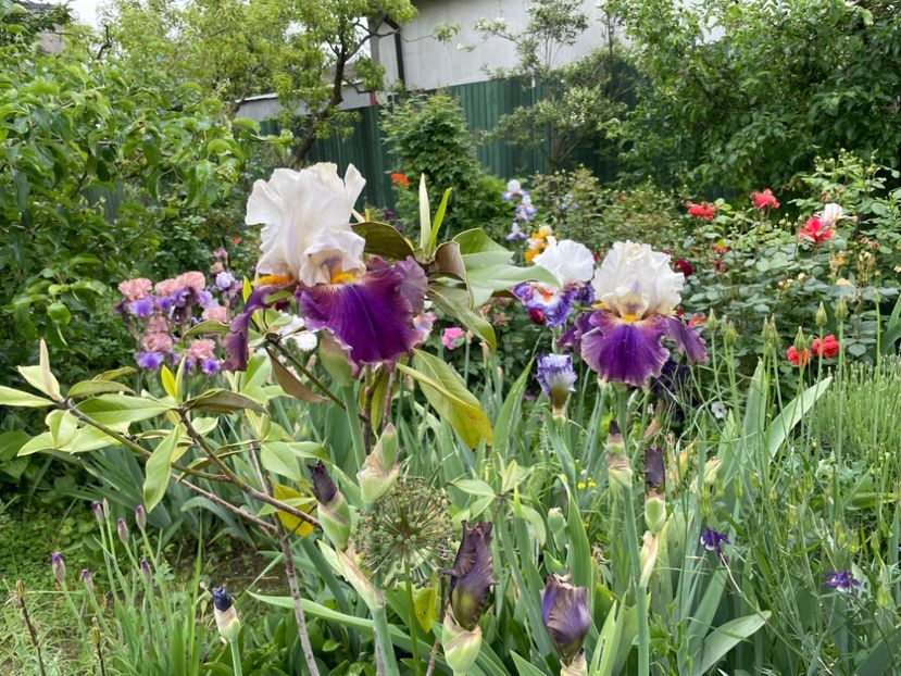  - 0005 - Gradina - 2025
