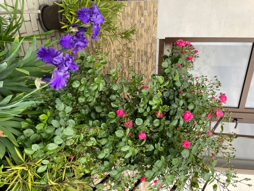  - 0005 - Gradina - 2025