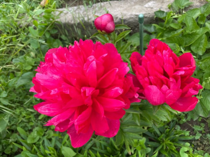  - 0005 - Gradina - 2025