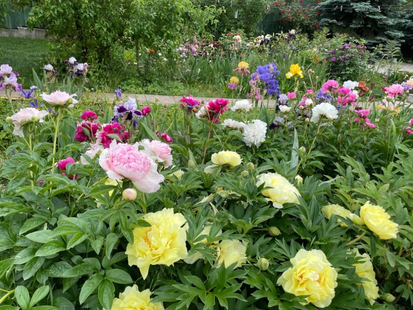  - 0005 - Gradina - 2025