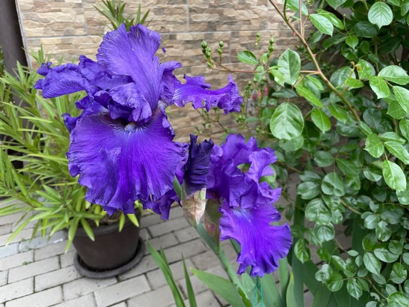  - 0007 - Iriși 2025 - 2