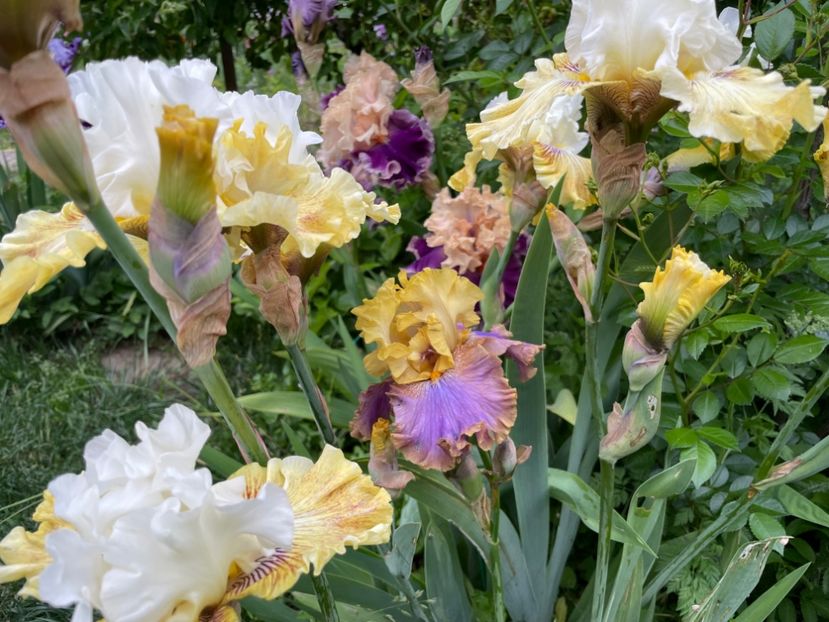  - 0007 - Iriși 2025 - 2