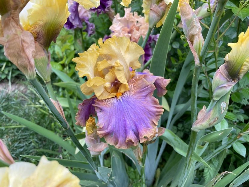  - 0007 - Iriși 2025 - 2