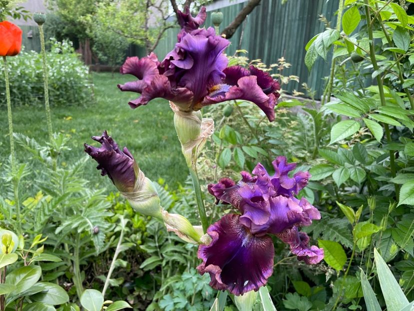  - 0007 - Iriși 2025 - 2