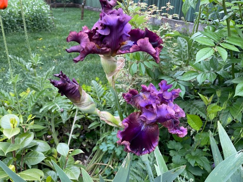  - 0007 - Iriși 2025 - 2