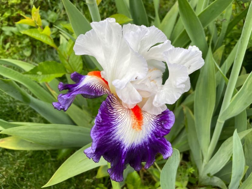  - 0007 - Iriși 2025 - 2