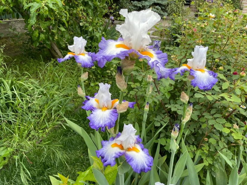  - 0007 - Iriși 2025 - 2