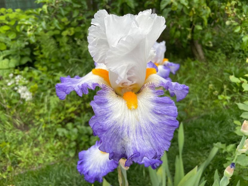  - 0007 - Iriși 2025 - 2