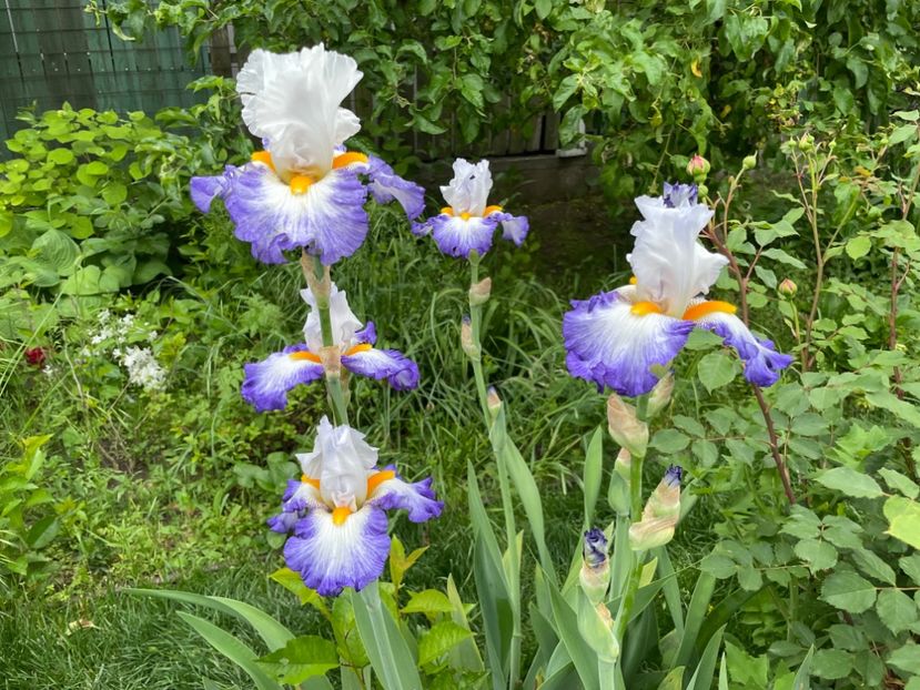  - 0007 - Iriși 2025 - 2