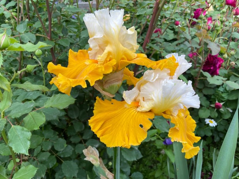  - 0007 - Iriși 2025 - 2