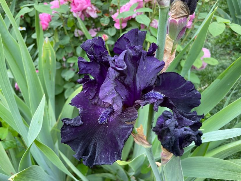  - 0007 - Iriși 2025 - 2