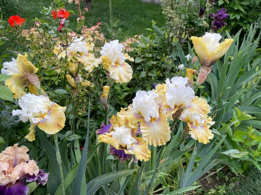  - 0007 - Iriși 2025 - 2