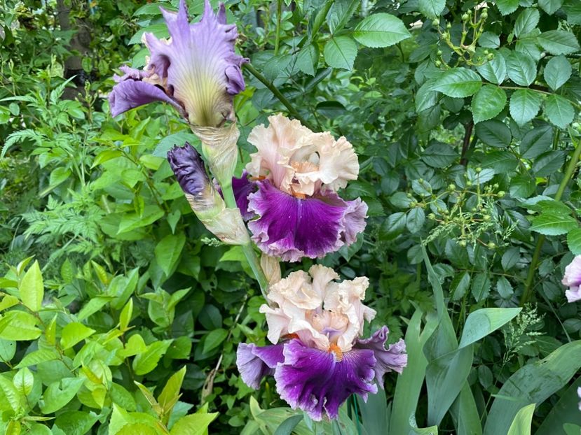  - 0007 - Iriși 2025 - 2