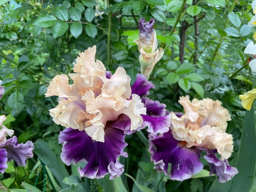  - 0007 - Iriși 2025 - 2