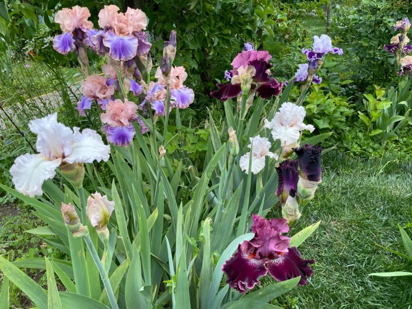  - 0007 - Iriși 2025 - 2