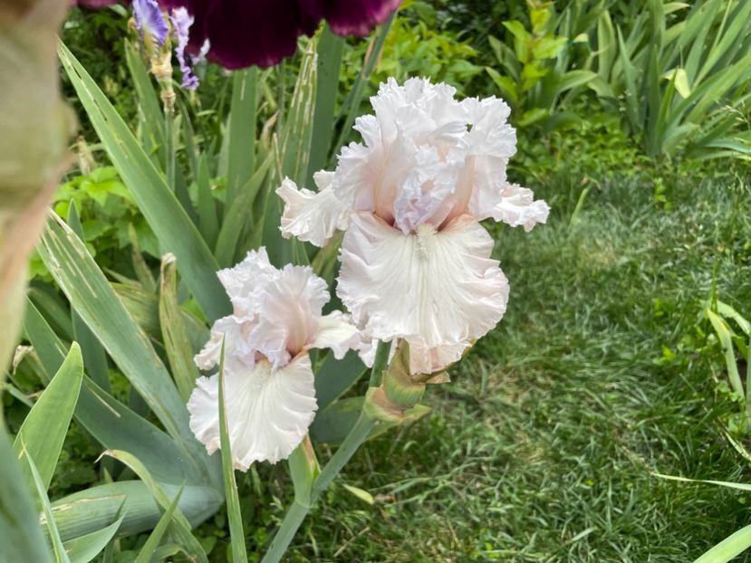  - 0007 - Iriși 2025 - 2