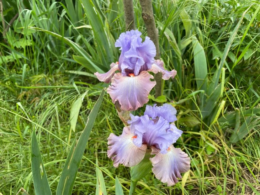  - 0007 - Iriși 2025 - 2