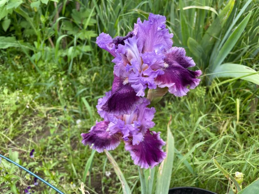  - 0007 - Iriși 2025 - 2