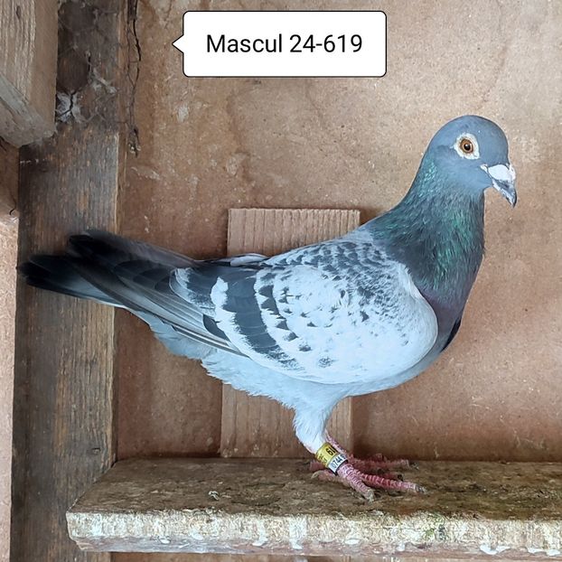 Mascul 24-619 - Stropit Rar