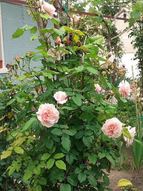  - Rose de Tolbiac