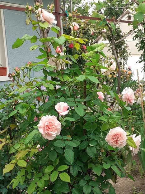  - Rose de Tolbiac