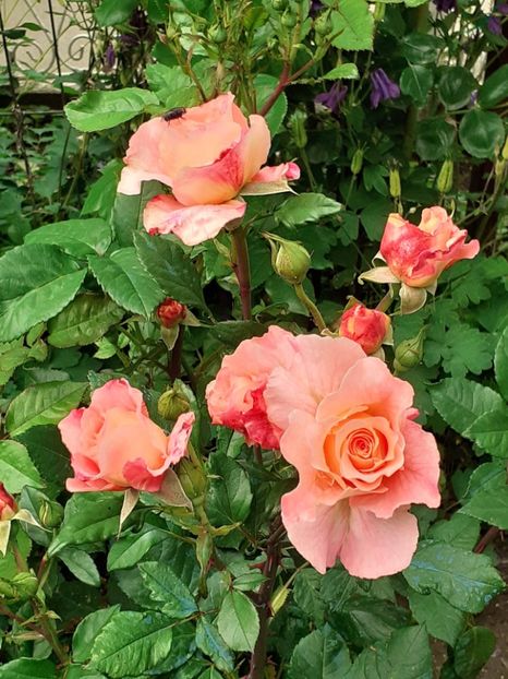  - Augusta Luise 2021