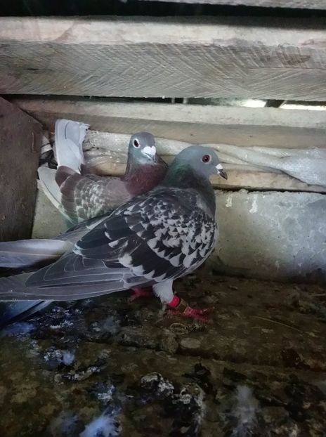 d8da455c3cf98fe2ac83a43d7cf70931 - Poze vechi