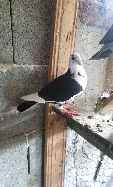 72347776784f308d1a9eb43b3ab9163d - Poze vechi