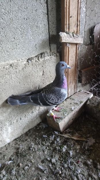 abbd420b58123ca1a388e73bdf6a0946 - Poze vechi