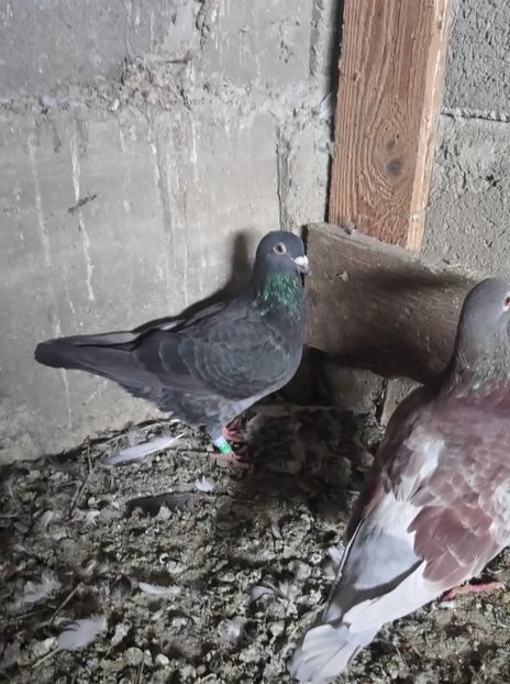 fdfa83816a9d8d6437266243571b2277 - Poze vechi