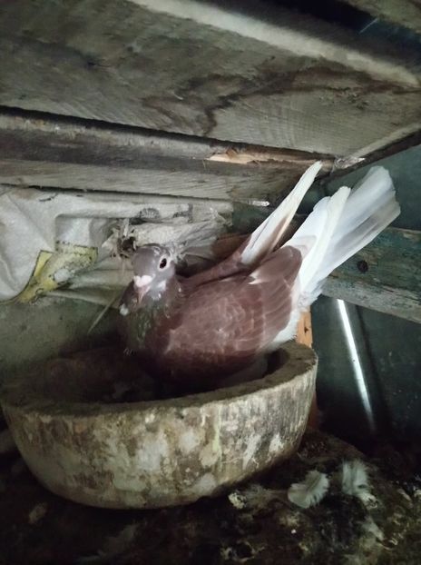 31c0ac1804fdb5e55a5b61c2f7d3923b - Poze vechi