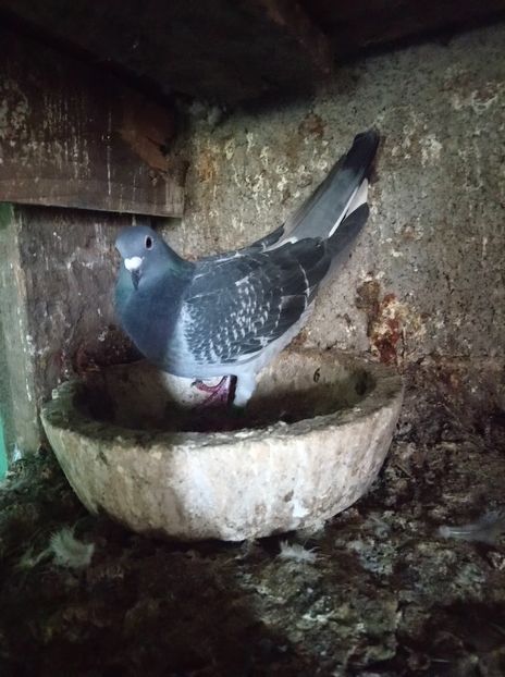 e443d8617b731b46fb506684165fcabc - Poze vechi