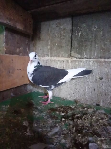 cb2081ecfadd2e467f45e3f99fd644fb - Poze vechi