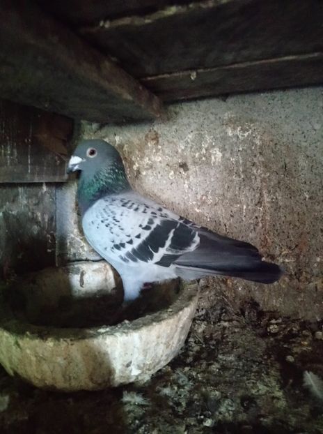 429415e07d649806a083dda38b695b42 - Poze vechi